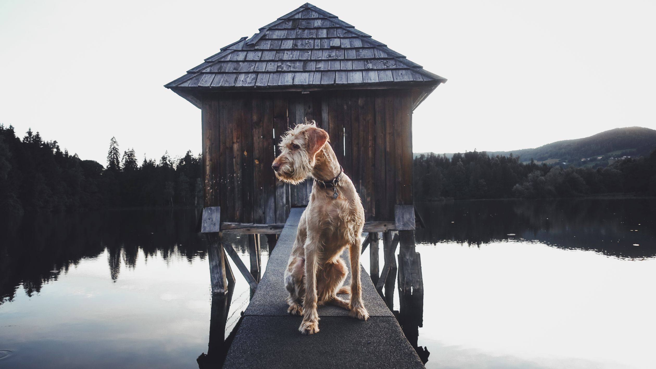 Charming Irish Terrier sitting on a lake jetty with a wooden cabin backdrop.