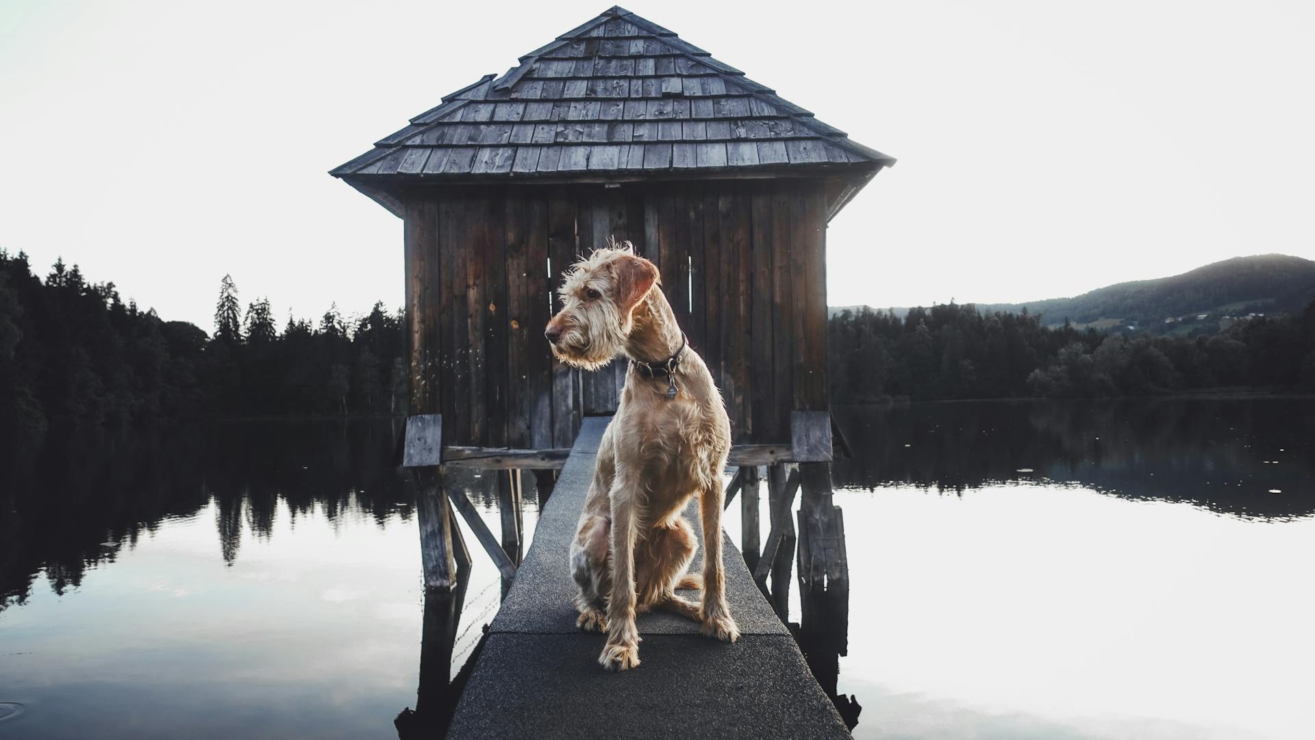 Irish Terrier Sitting on a Jetty on a Lake