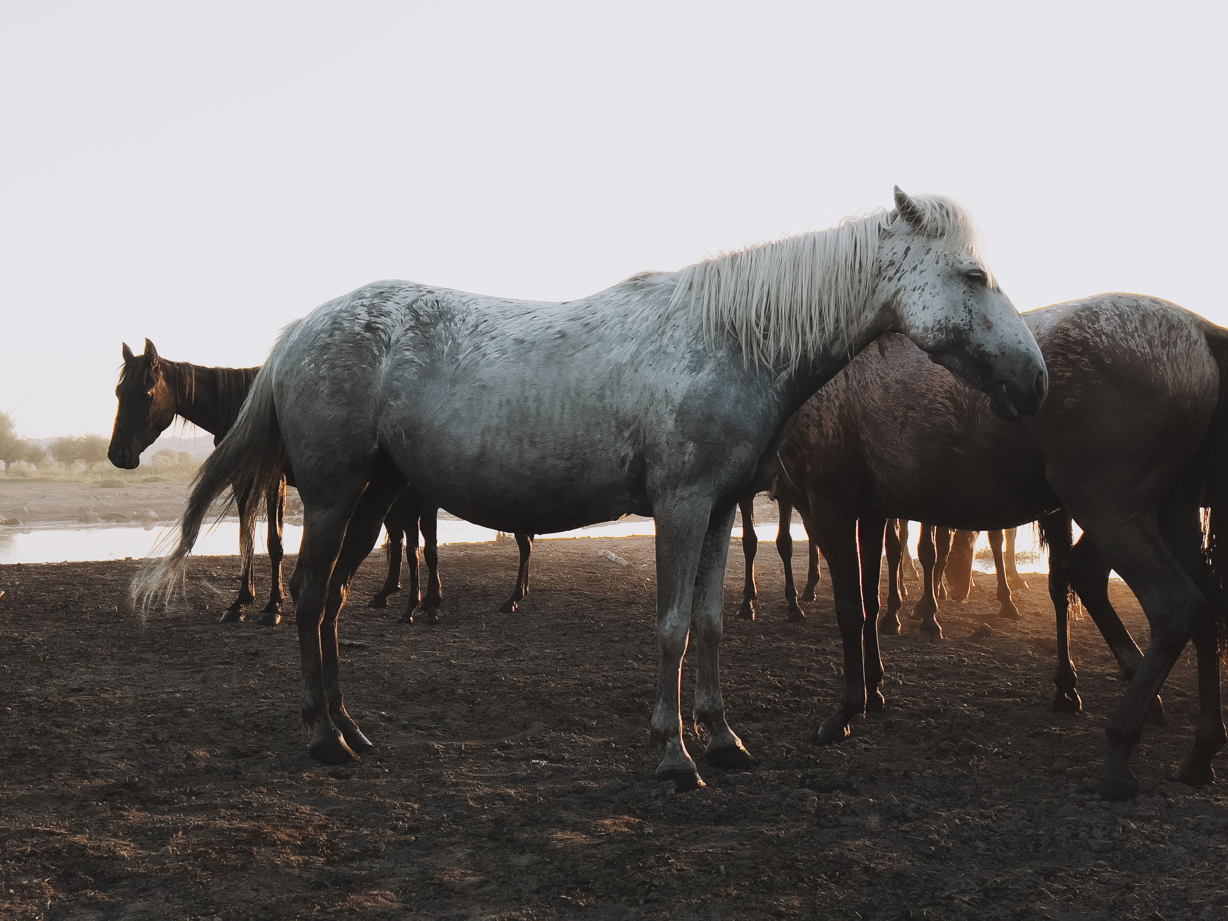 farrier advice for healthy horse hooves