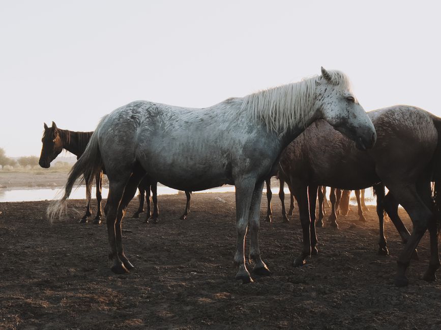 farrier advice for healthy horse hooves