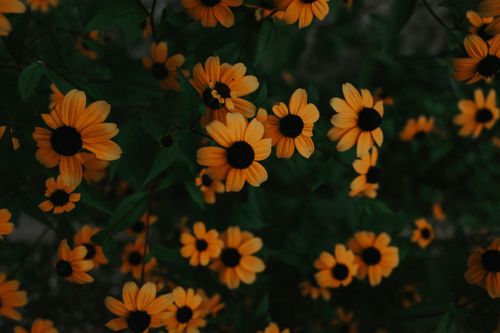 Free A beautiful close-up of black-eyed Susan flowers blooming in summer. Stock Photo