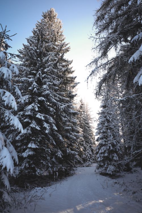 Free Discover a tranquil winter landscape with snow-covered conifer trees in a peaceful forest. Stock Photo