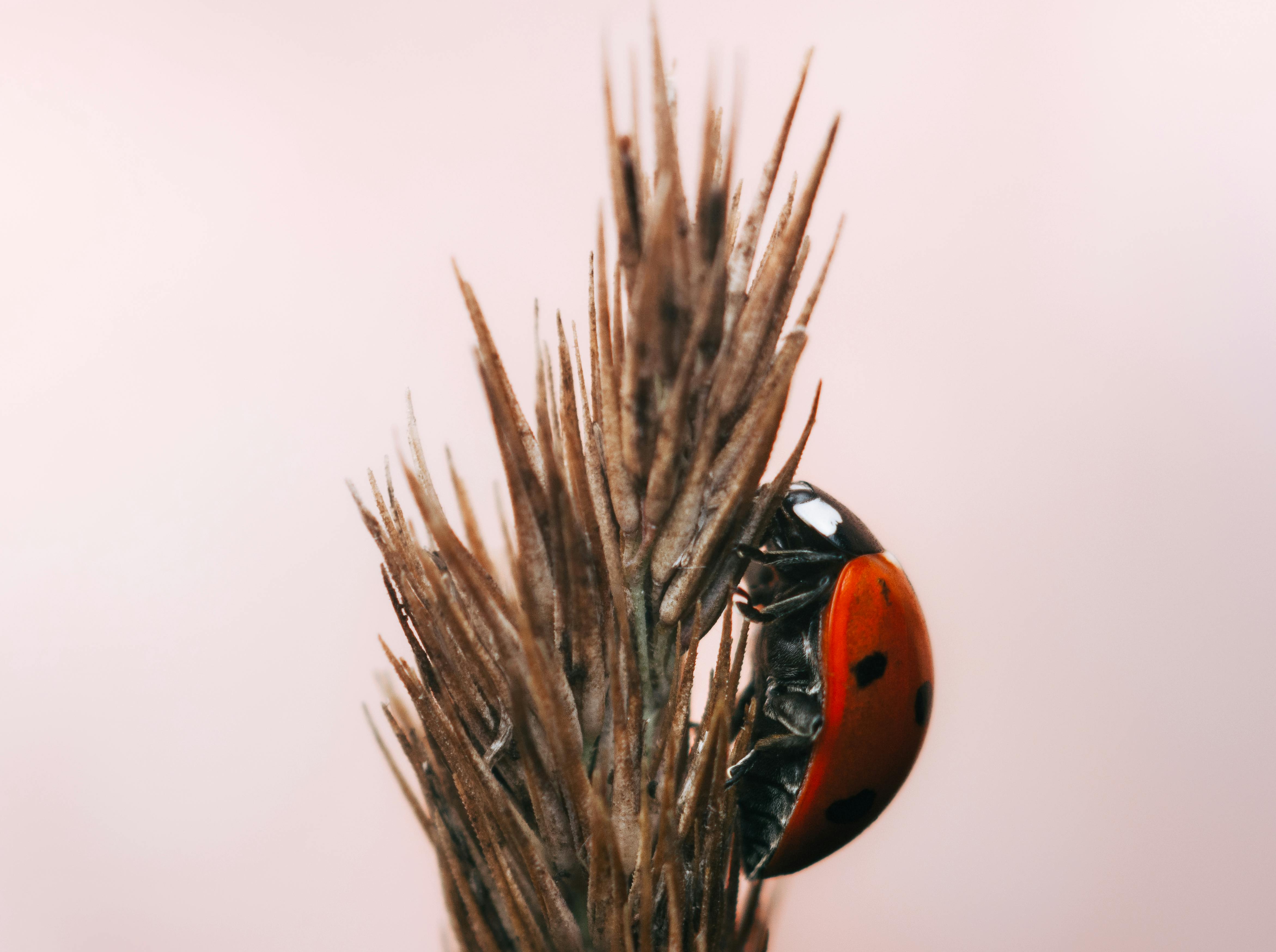 Befall von kleinen schwarzen Insekten in der Küche