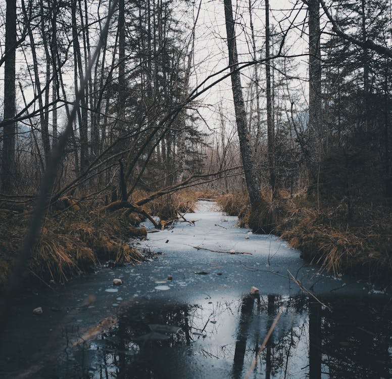 Kostenloses Stock Foto zu bäume, eis, fluss