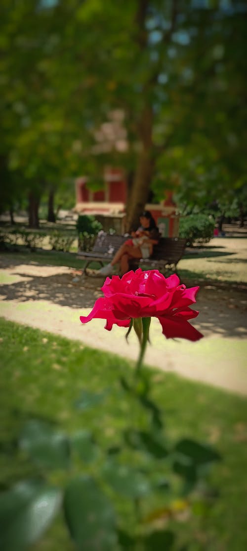 Rose in the park