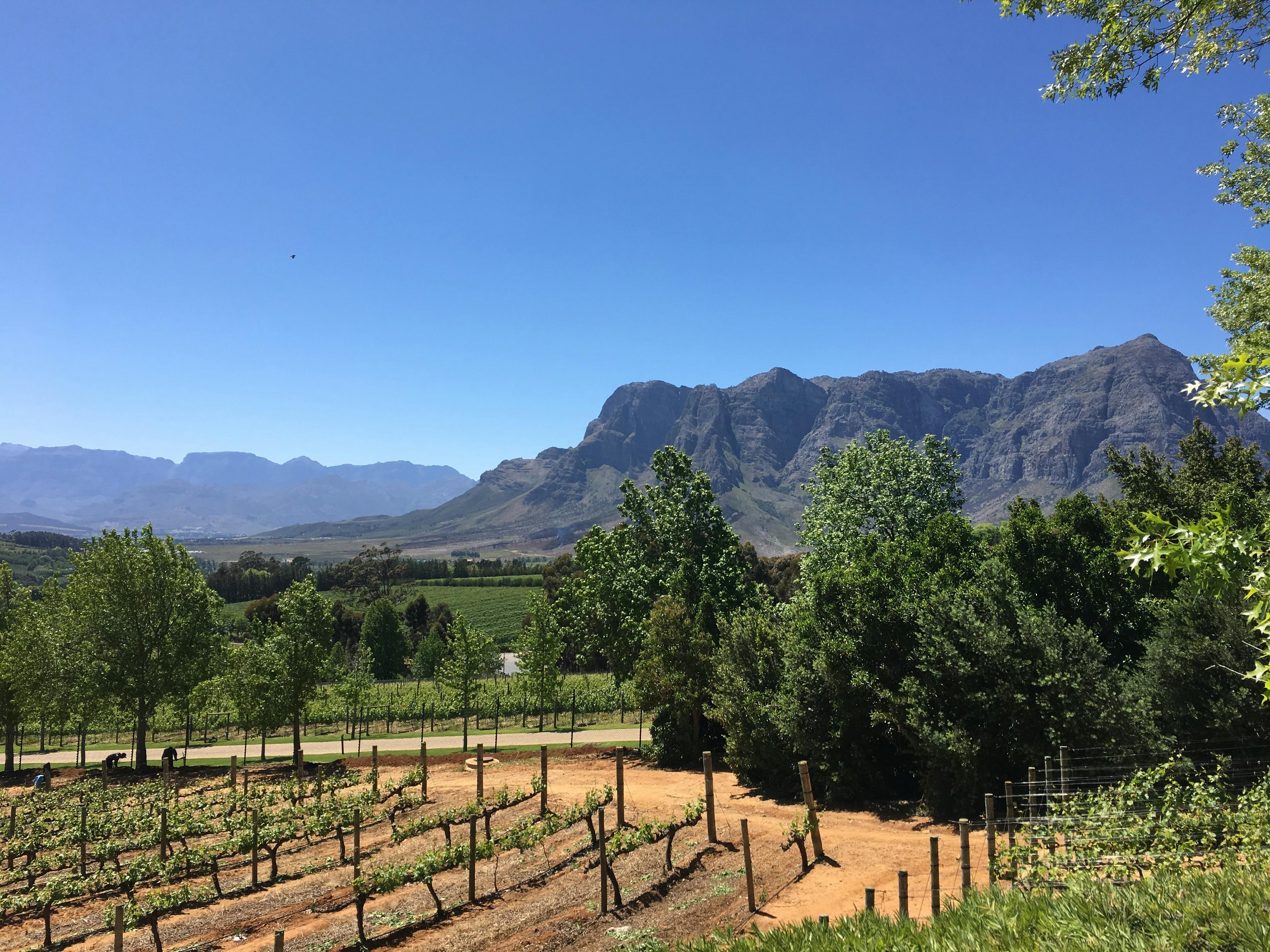 Free stock photo of mountain, south africa, vineyard