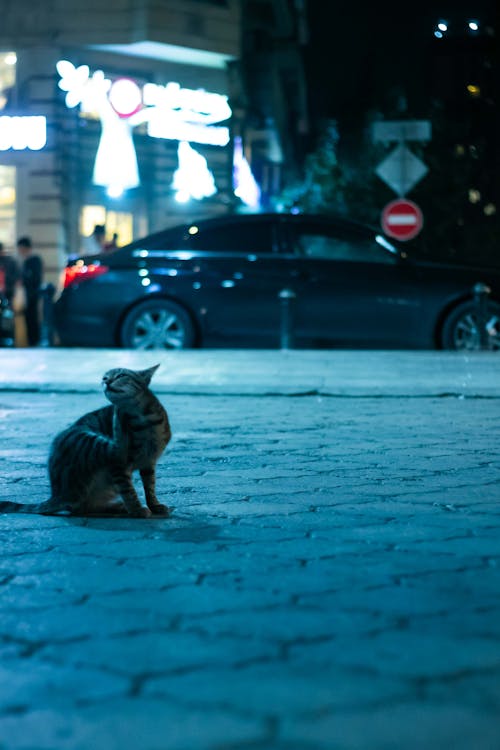 Cat Sitting on a Street at Dusk 