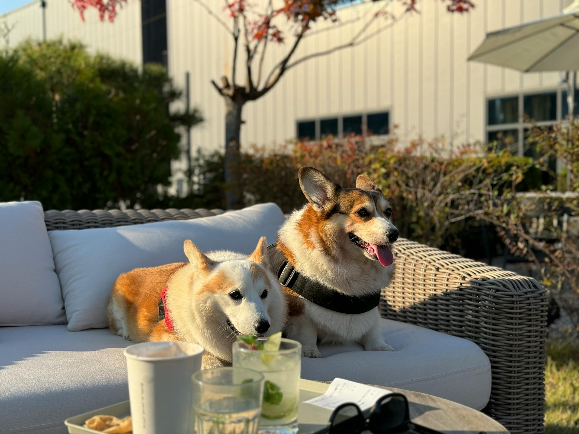 Dogs Sitting on Sofa on a Terrace