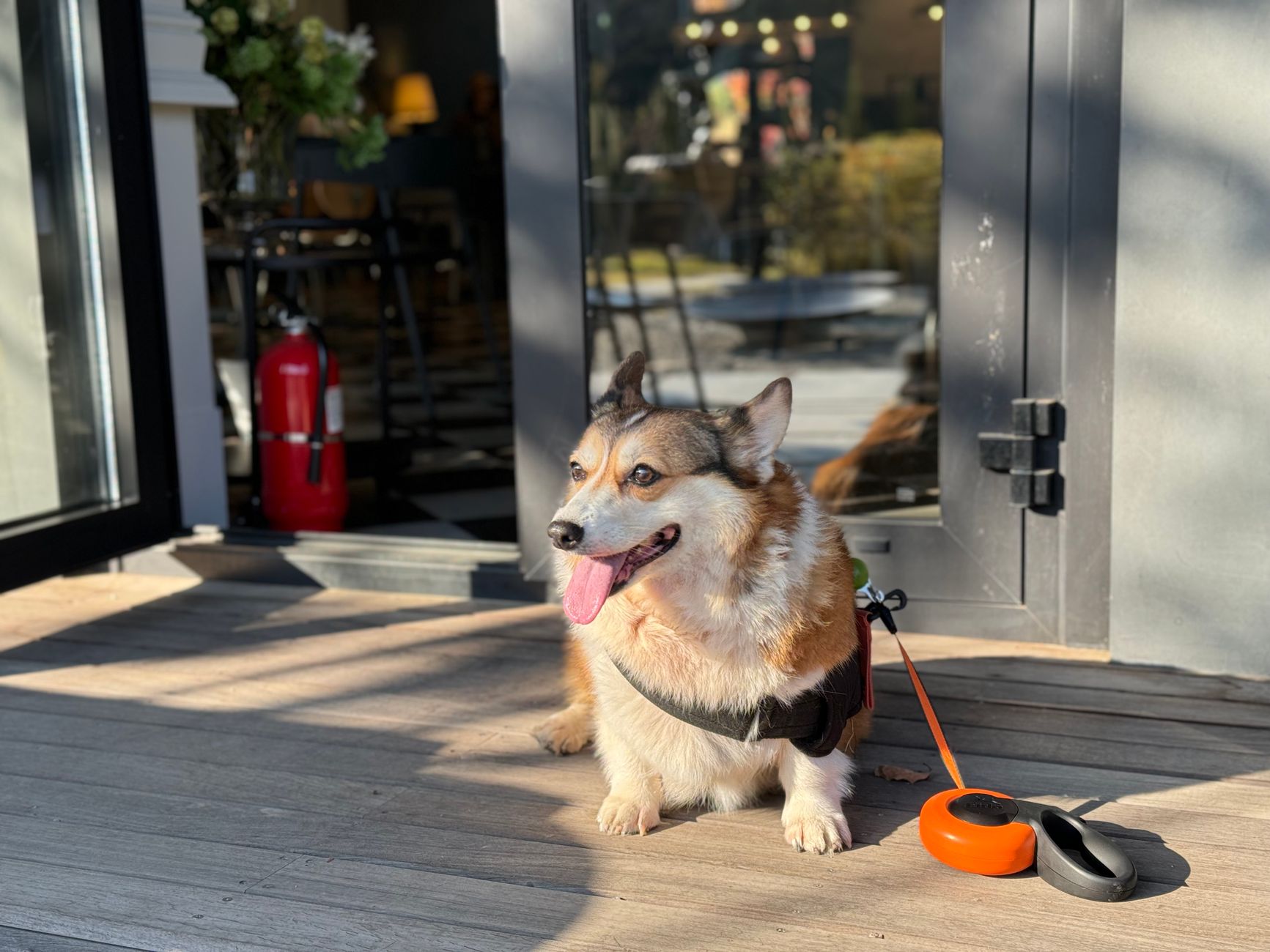 Charming Pembroke Welsh Corgi lounging outside a cafe, basking in the day.