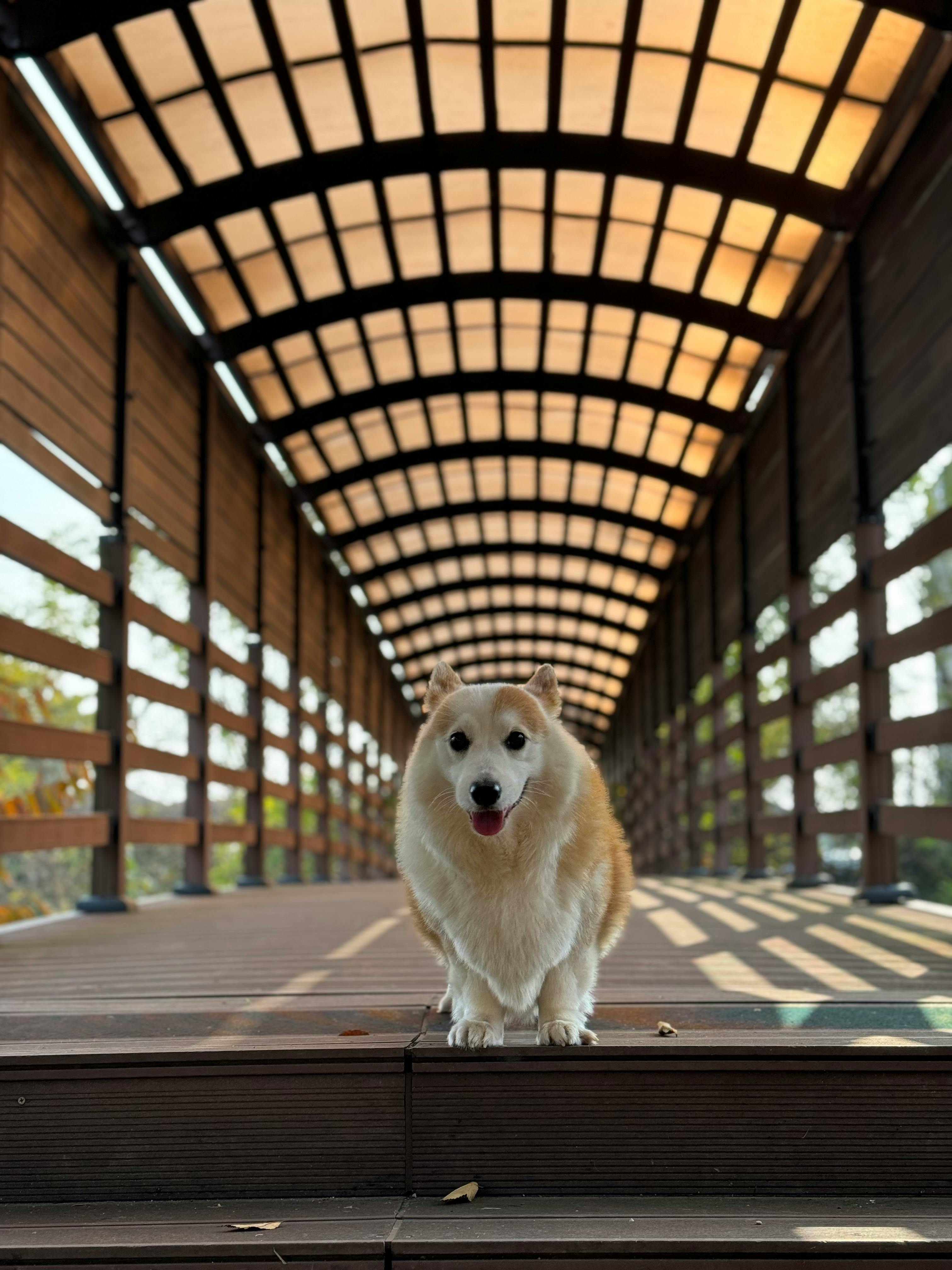 Free Charming Corgi standing on a scenic wooden footbridge with a tunnel-like roof. Stock Photo