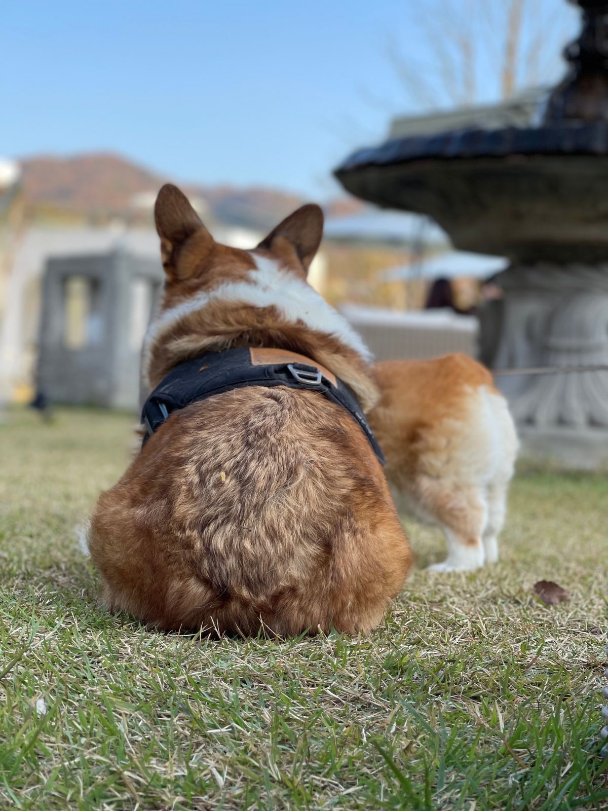 Chien assis vu de dos, arrière-train posé sur l'herbe