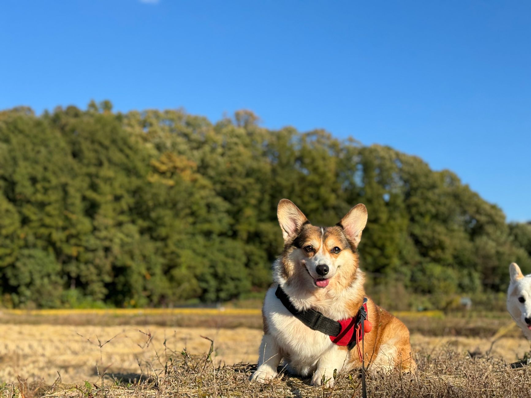 Adorable corgi enjoying a sunny day in a lush green meadow with clear blue skies.