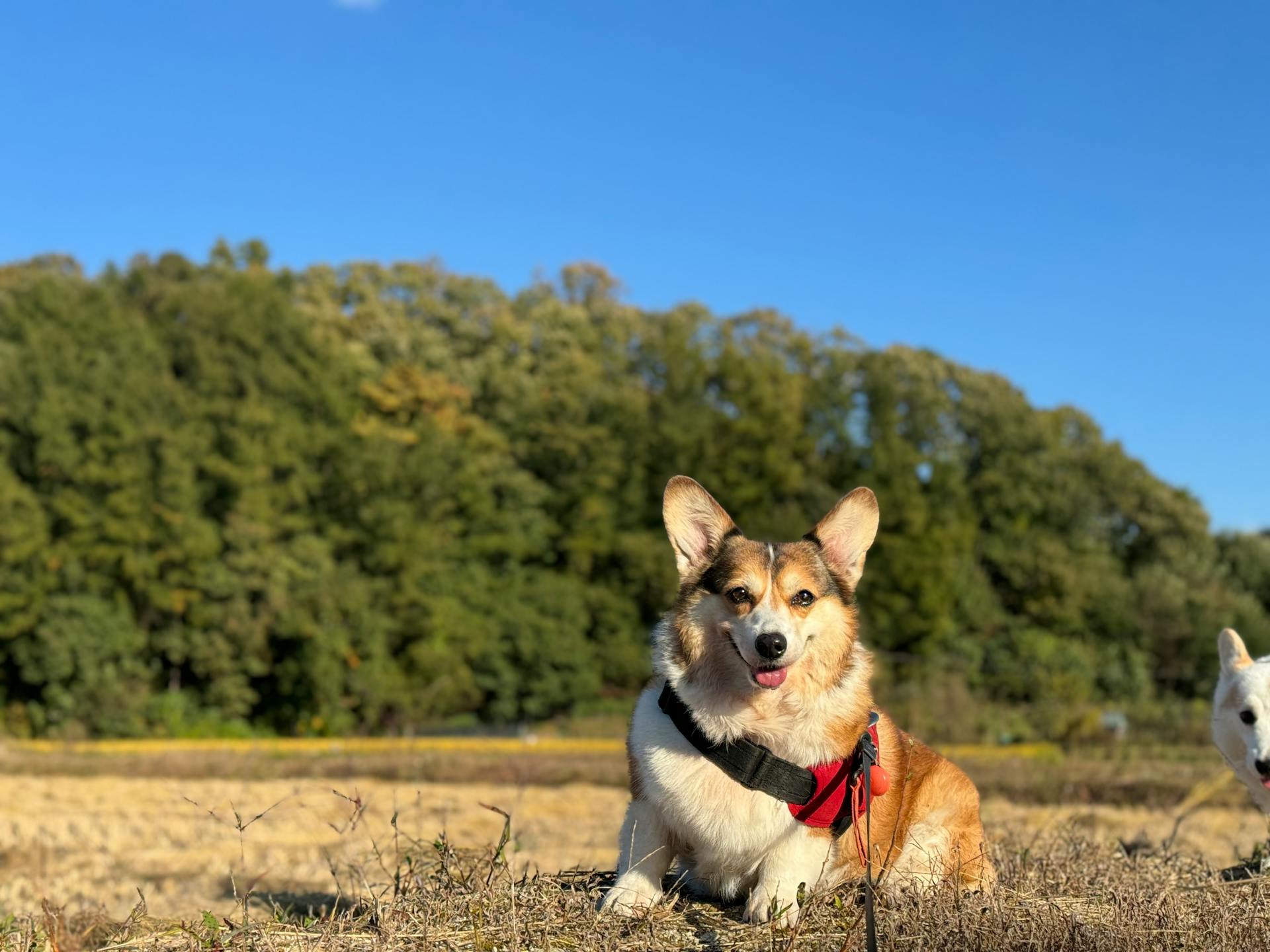 A Corgi Dog Lying on the Ground with Tongue Out