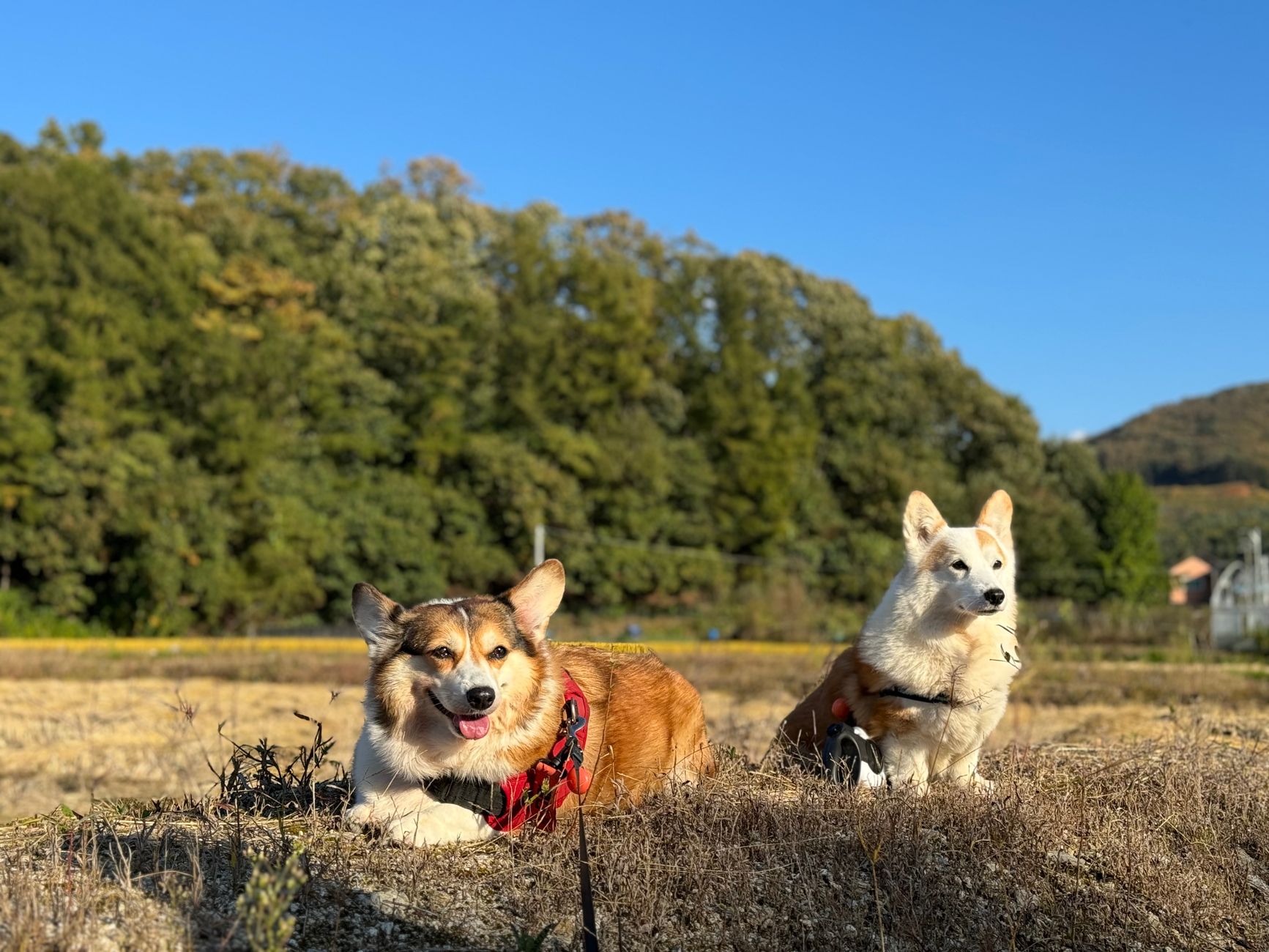 Two corgis enjoying a sunny day in a field with a forest backdrop.