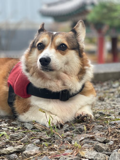 Foto profissional grátis de animal de estimação, bonitinho, cachorro