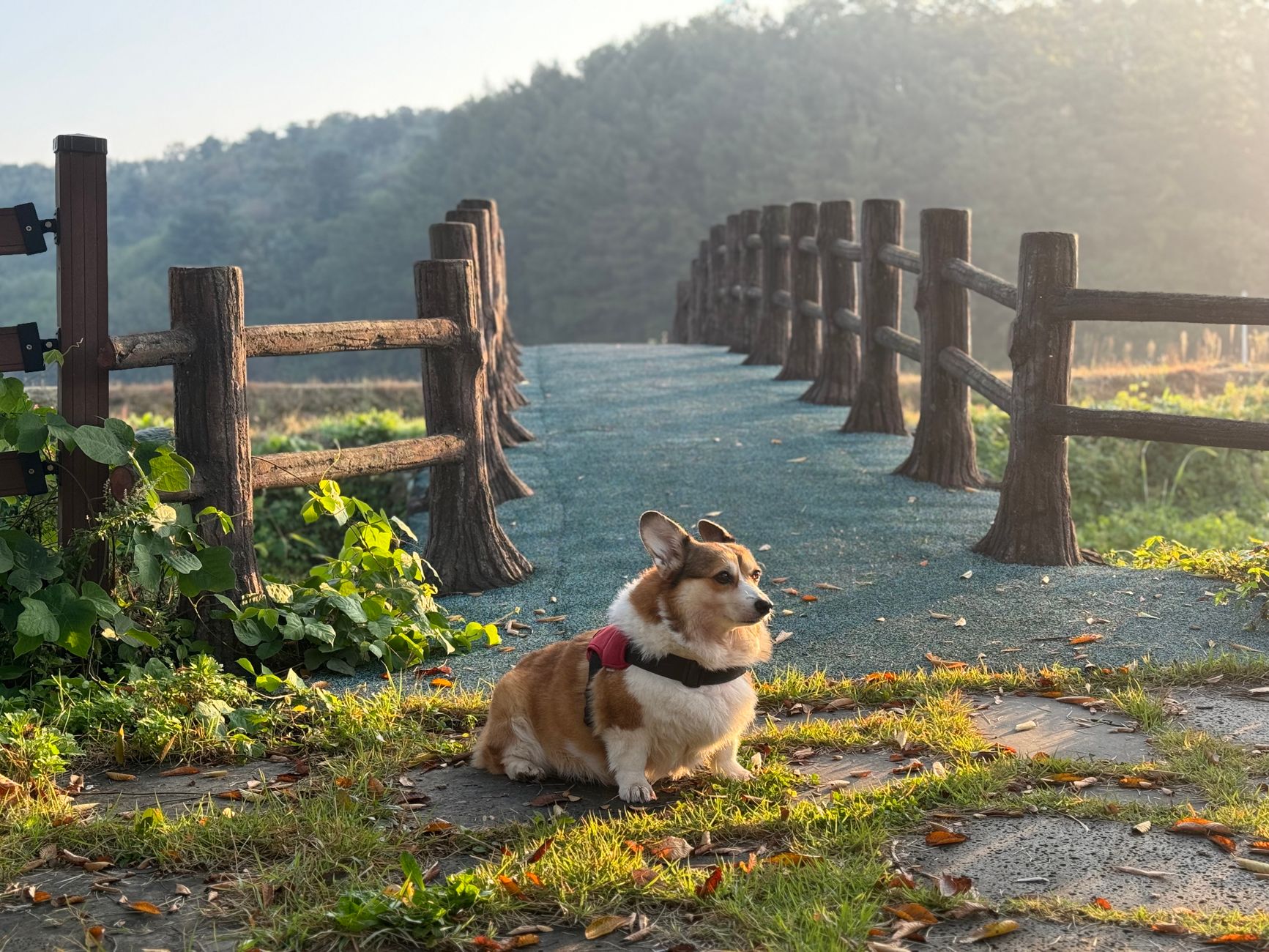 A cute Corgi dog relaxing on a rustic footbridge in a serene outdoor setting.