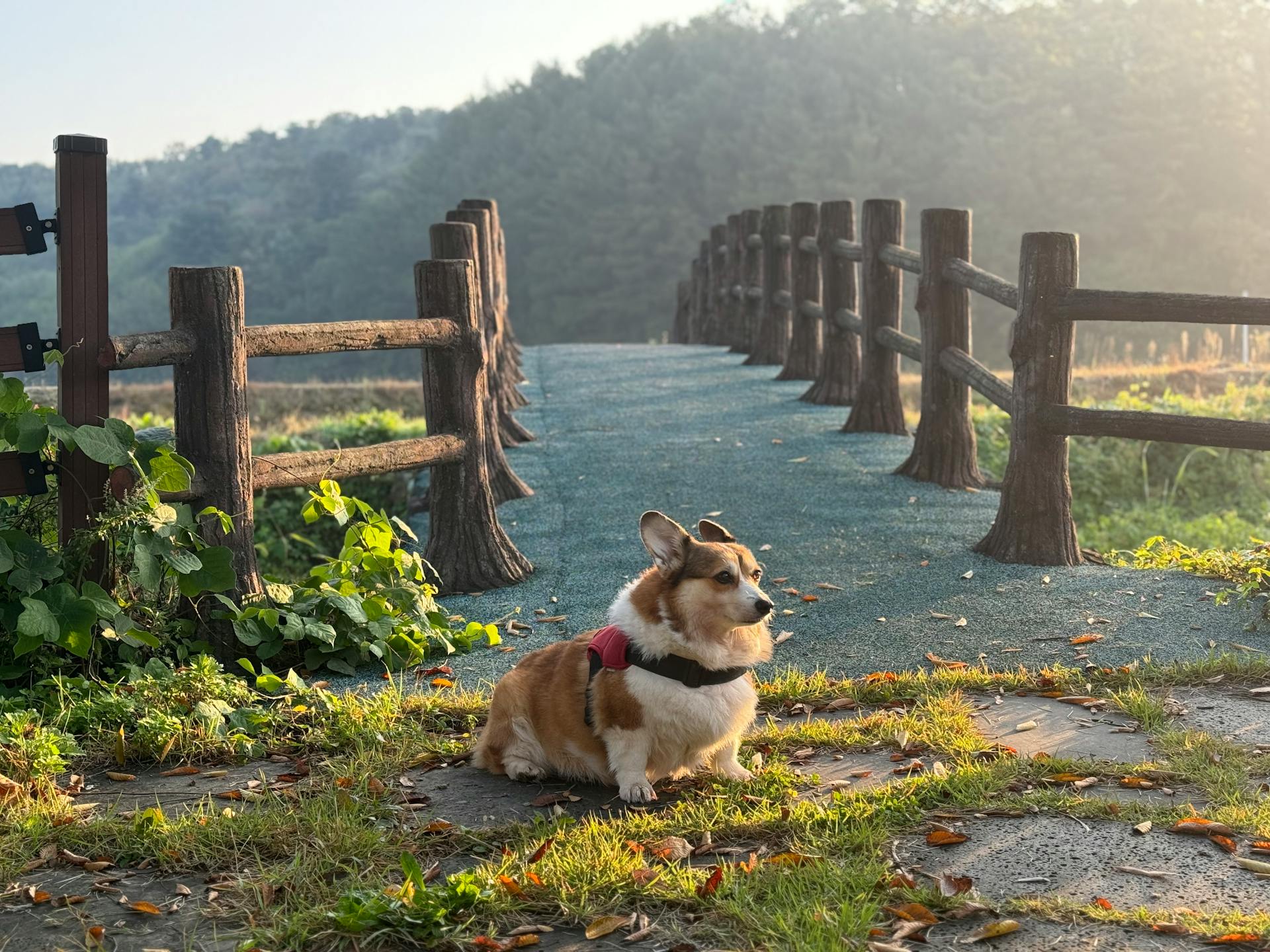 Un chien corgi assis sur le sol près d'une passerelle