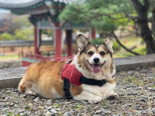 Foto profissional grátis de animal de estimação, bonitinho, cachorro