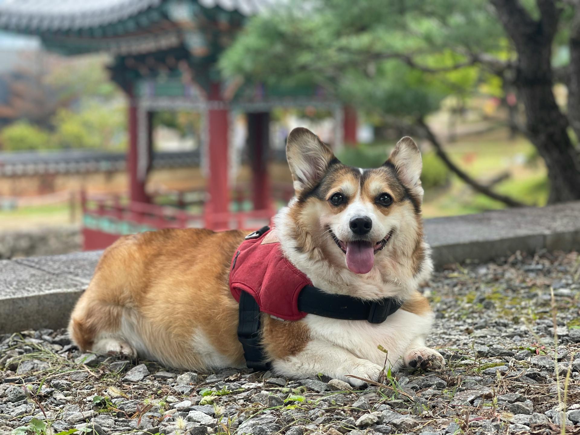 En corgi som ligger på marken med tungan utåt