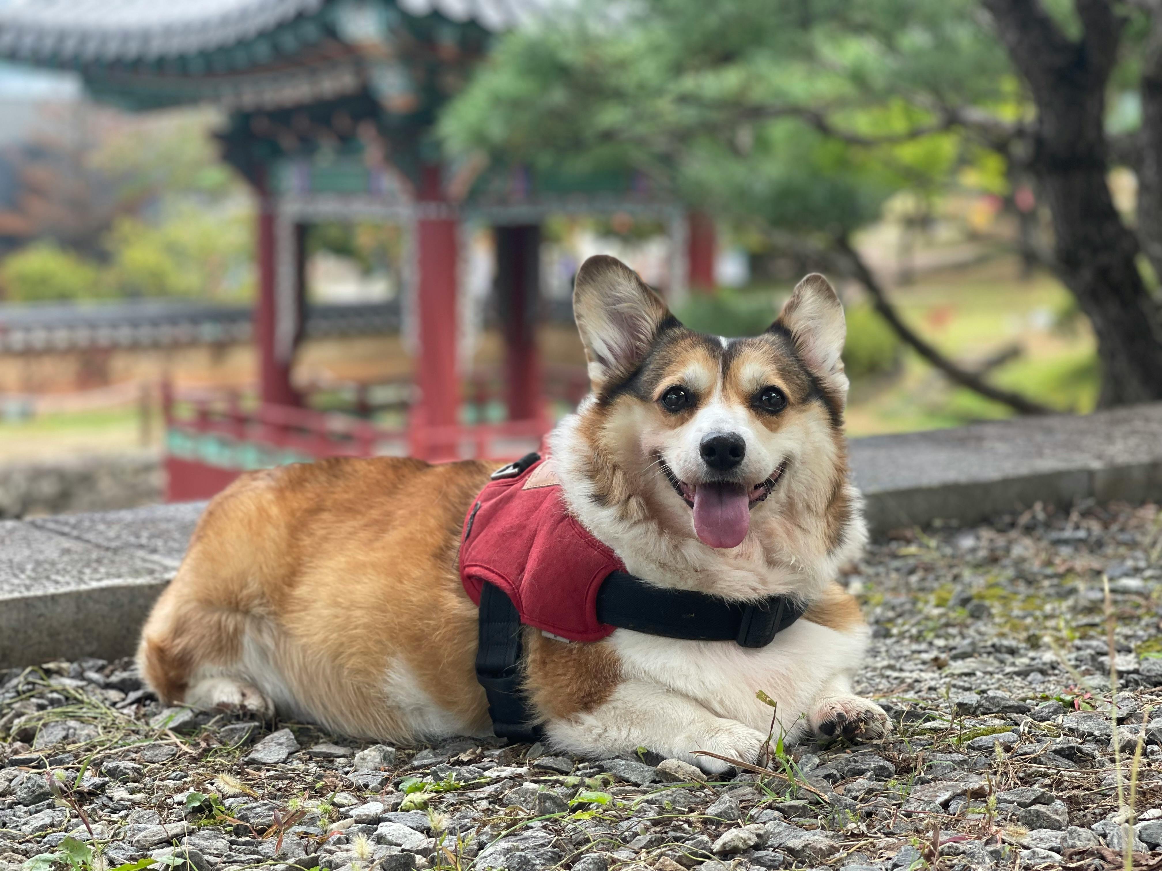 A Corgi Dog Lying on the Ground with Tongue Out · Free Stock Photo