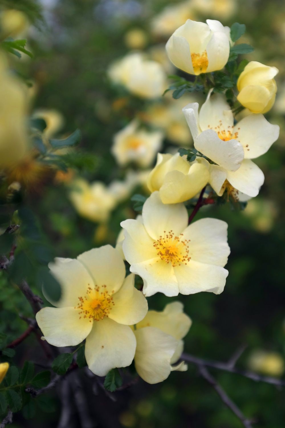 Cheweyeup Roses Cherokee Roses in Close-up View · Free Stock Photo