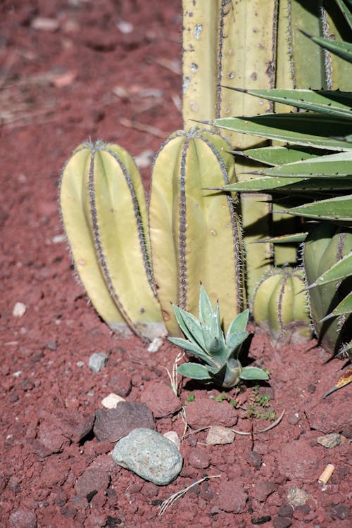 Cacti Growing on Dry Soil