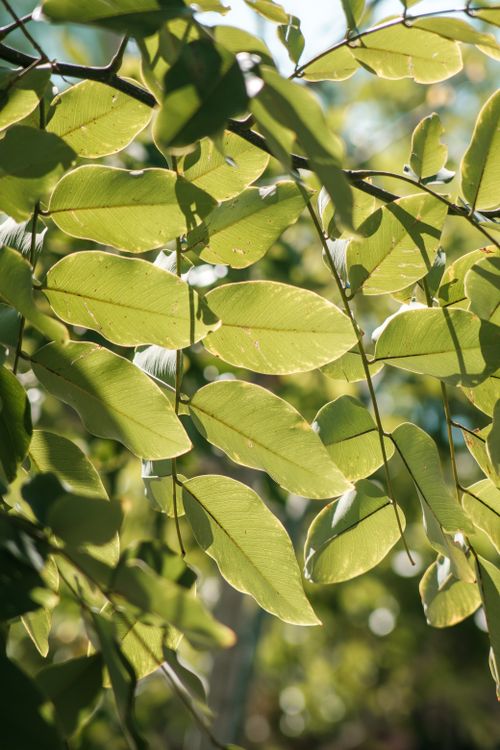 Free Close-up of sunlit green leaves showcasing nature's growth and vibrant foliage. Stock Photo