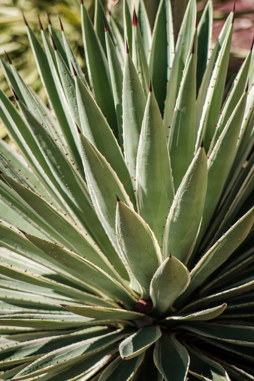 Gratis stockfoto met agave, bladeren, detailopname