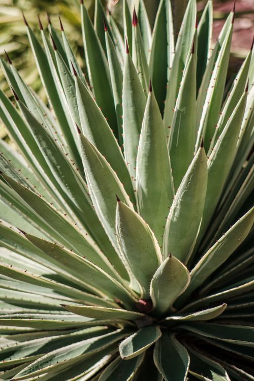 Free Detailed close-up of a vibrant green agave plant in natural sunlight. Stock Photo