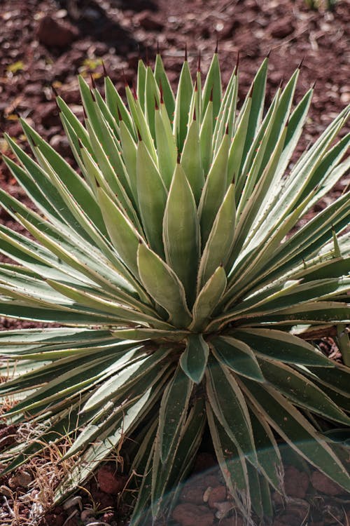 Gratis stockfoto met agave, bladeren, detailopname