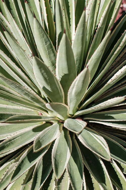 Agave Plant in Overhead View