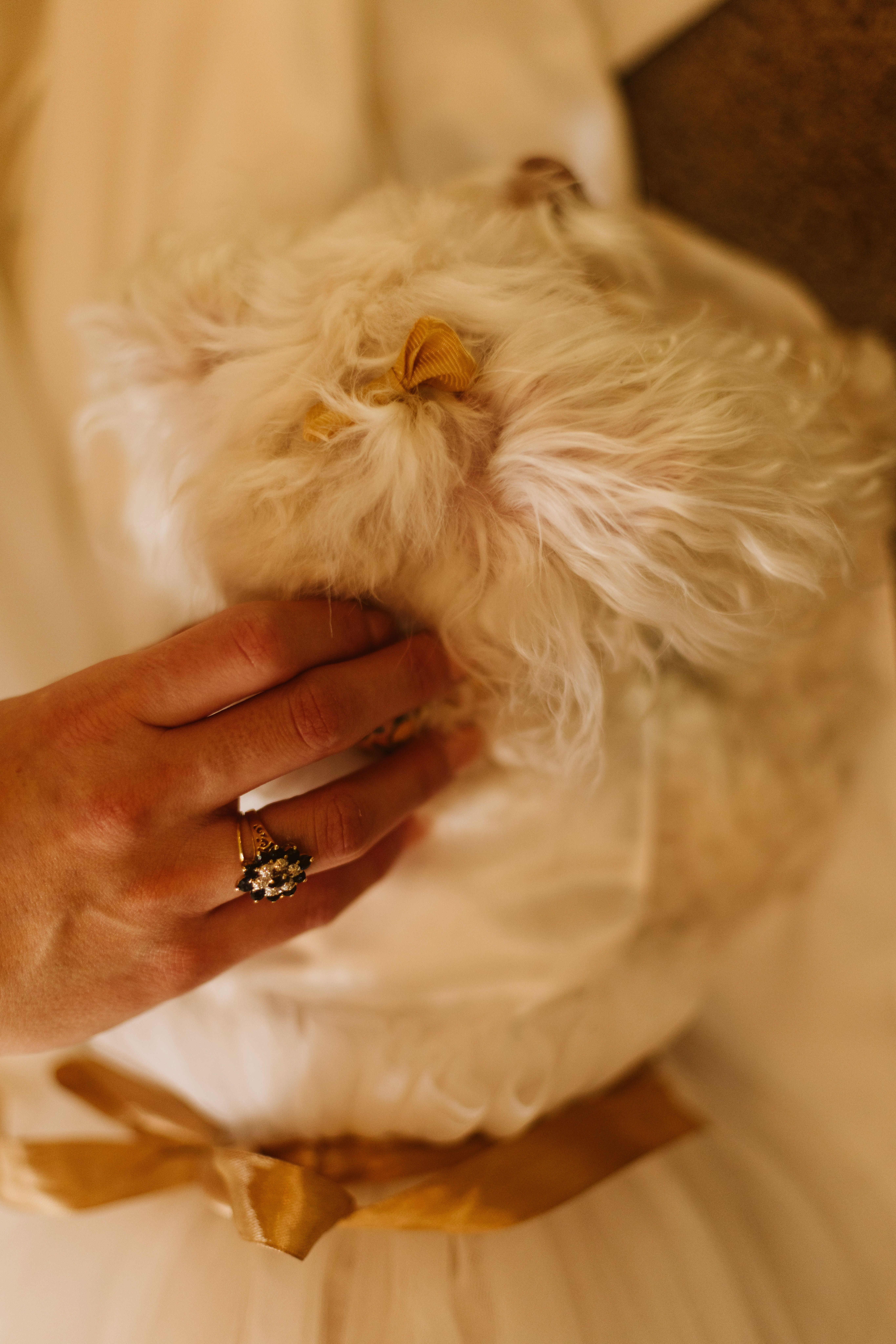 Woman Hand Patting White Dog · Free Stock Photo