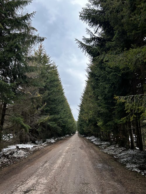 Free stock photo of mountain, pine trees, rainy