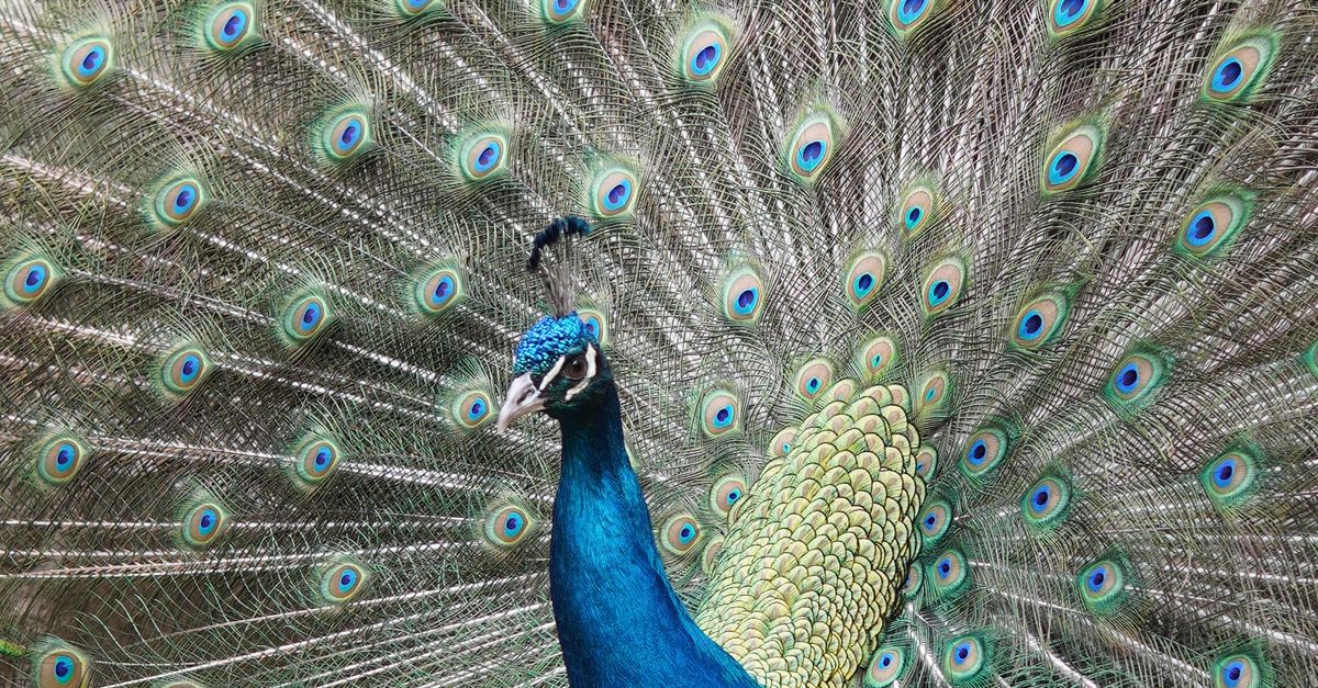 Peacock Ritual Majestic Peacock During Ritual · Free Stock Photo