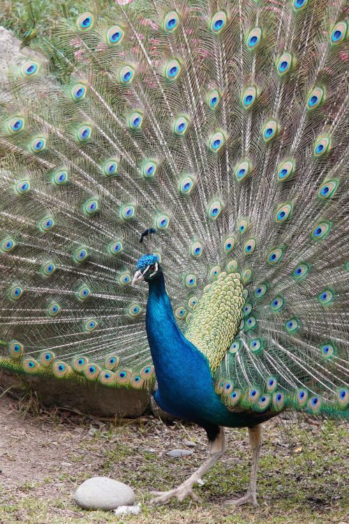 Free Vibrant peacock showcasing stunning tail feathers outdoors. Stock Photo