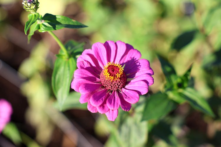 Purple Flower In A Garden 