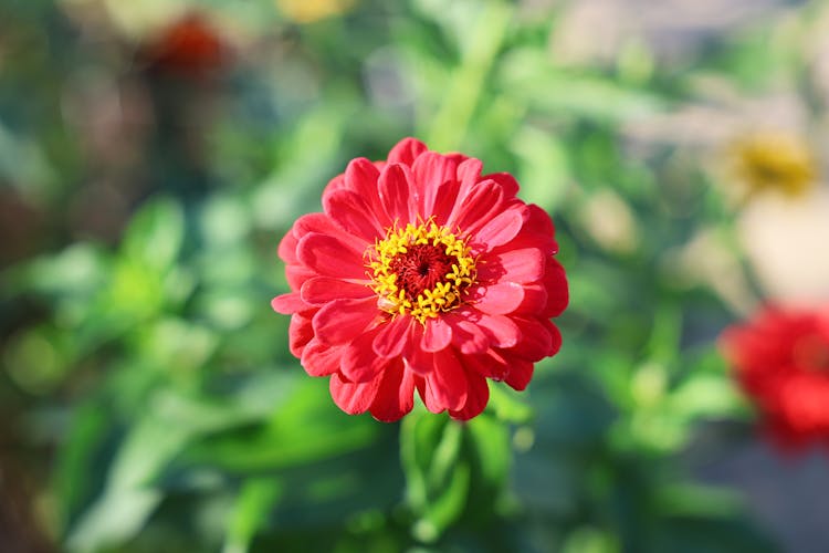 Red Flower In The Garden