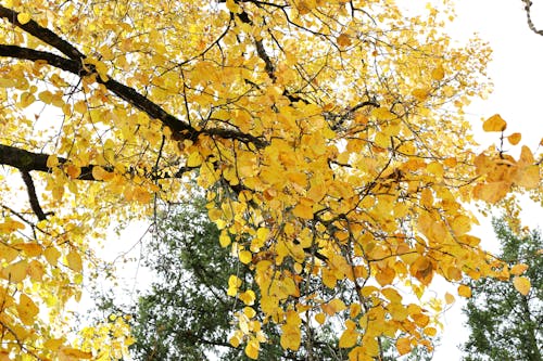 Fotos de stock gratuitas de amarillo, árbol, arbustos