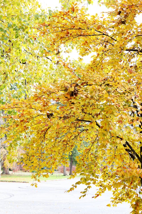 무료 atmosfera de outono, 가을, 가을 배경의 무료 스톡 사진