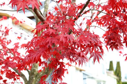 Close-up of bright red maple leaves during autumn, capturing the essence of fall foliage.