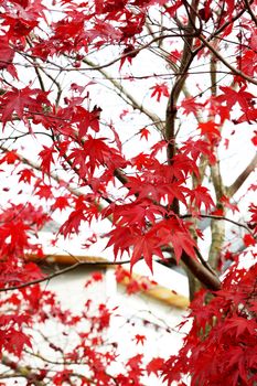 Stunning red leaves of a Japanese maple tree in full autumn glory, perfect for backgrounds.