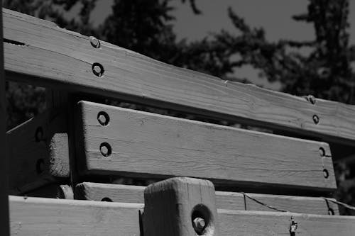 Foto stok gratis hitam & putih, kayu, kebun