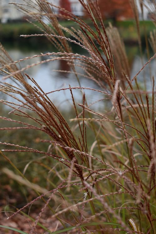 Free Miscanthus sinensis 'Malepartus' Stock Photo
