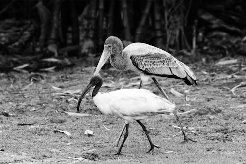 Ibis Birds in Black and White 