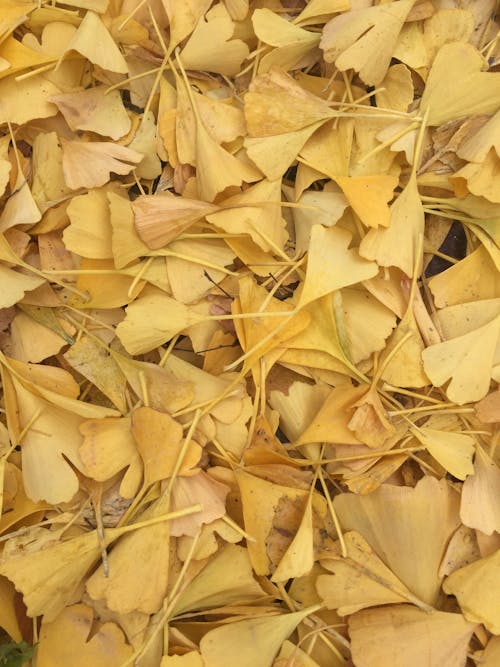 イチョウビルボア, 極端なクローズアップ, 秋の無料の写真素材