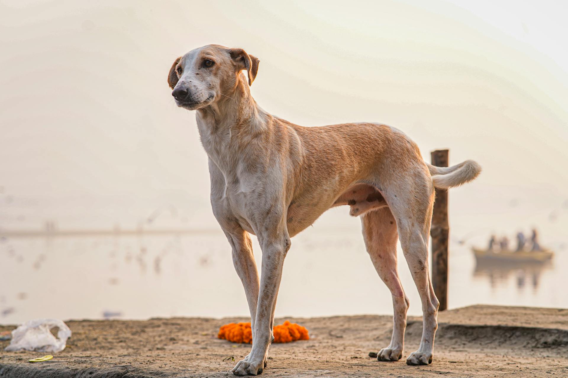 Africanis Dog on Beach