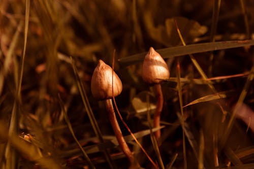 Liberty Caps