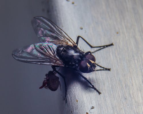 Housefly Macro