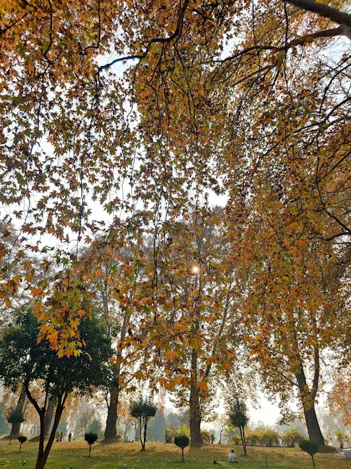 Branches and Leaves of Trees in Autumn