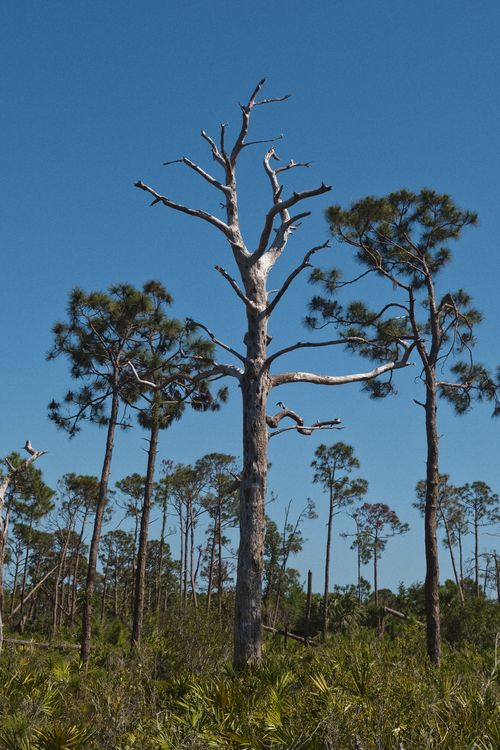 Free A scenic view of bare and evergreen trees under a clear blue sky in Boca Grande, Florida. Stock Photo